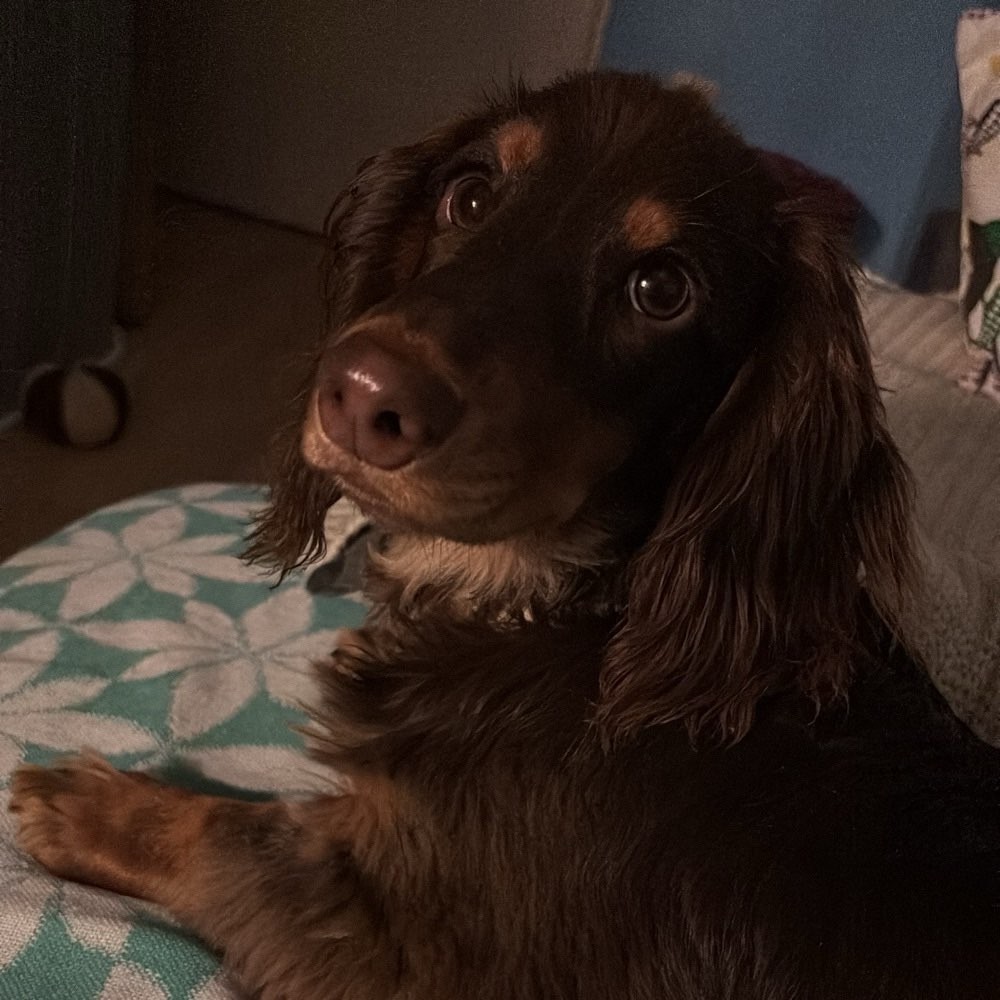 Hundetreffen-Hunde Freunde gesucht (am besten kleine Hunde)-Profilbild