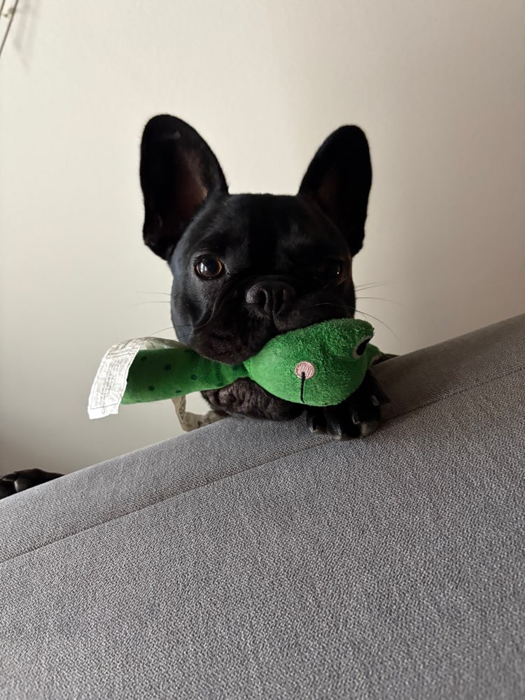 Hundetreffen-Malou sucht wilde Spielgefährten-Profilbild