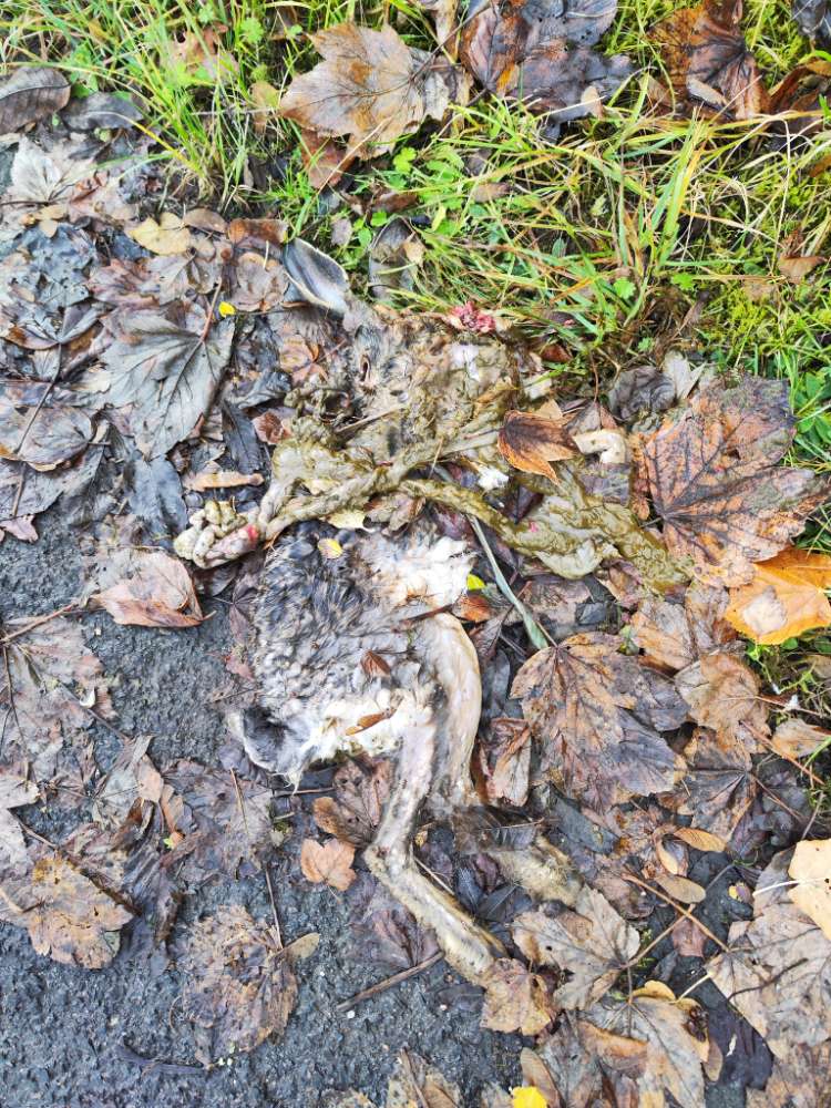 Giftköder-Toter Hase-Profilbild