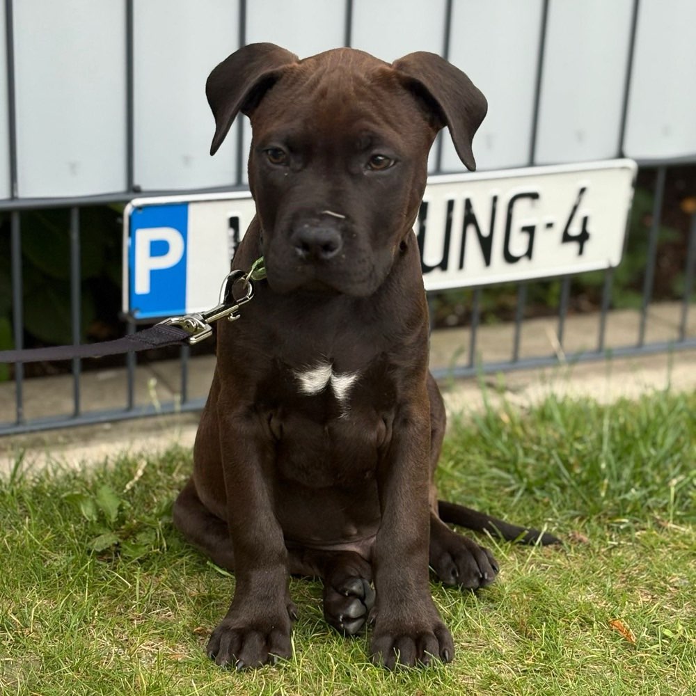 Hundetreffen-spielen, toben, trainieren🐕💗-Profilbild