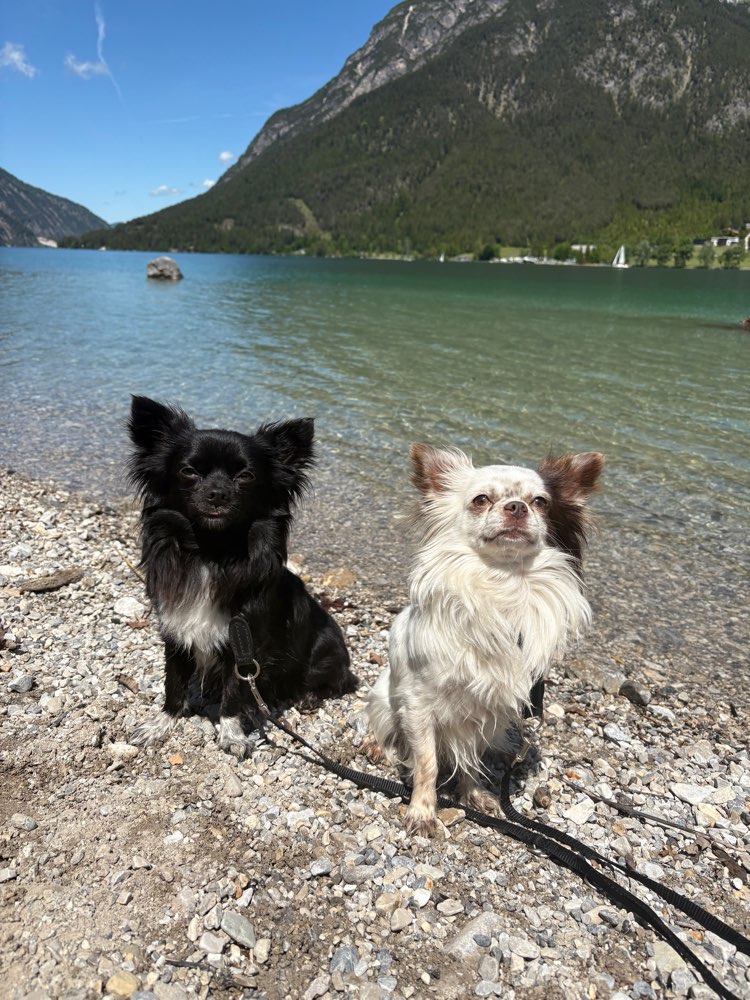 Hundetreffen-Suche Hundebetreuung /gerne auch gegenseitig für 2 Chihuahua Rüden-Profilbild