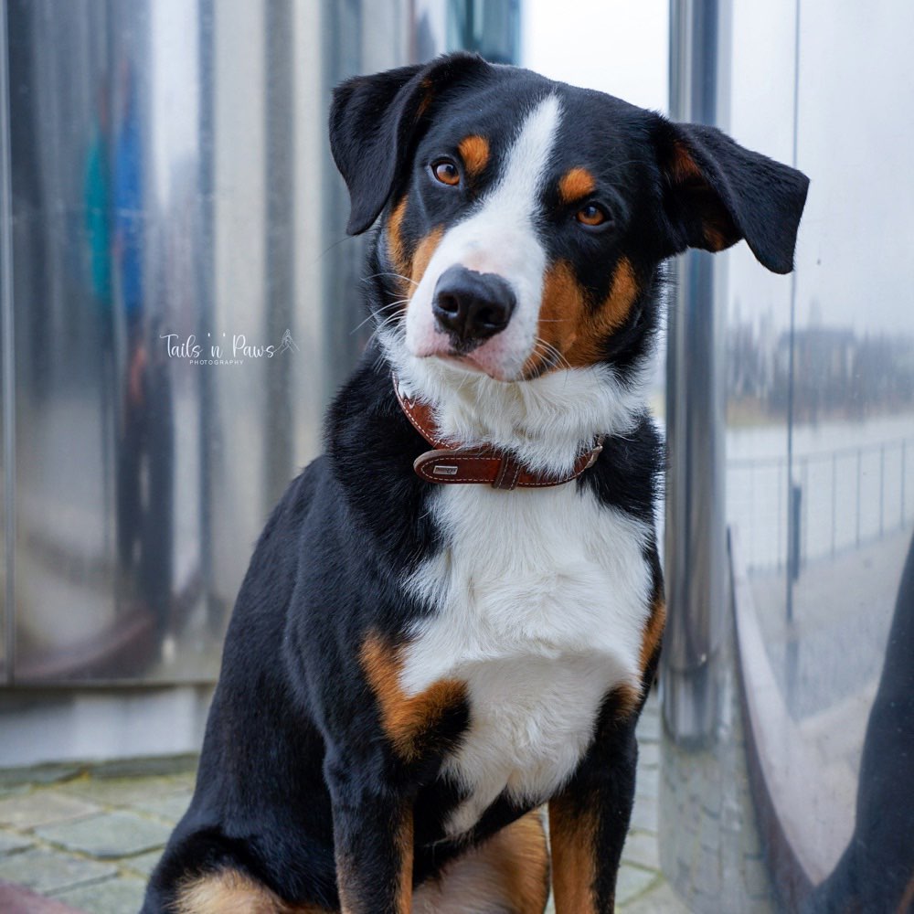 Hundetreffen-Hundeshooting 🐶📸-Profilbild