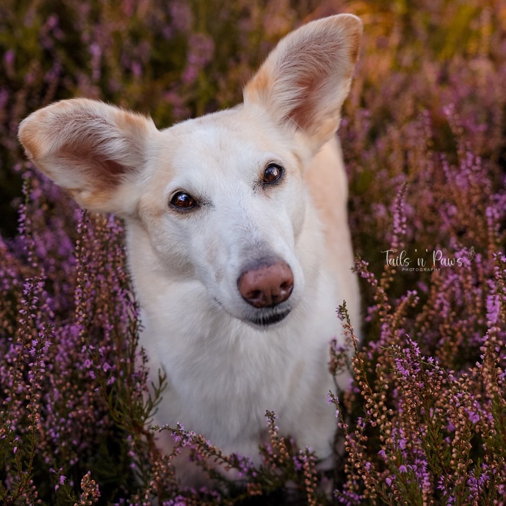 Hundetreffen-Heideshooting-Profilbild