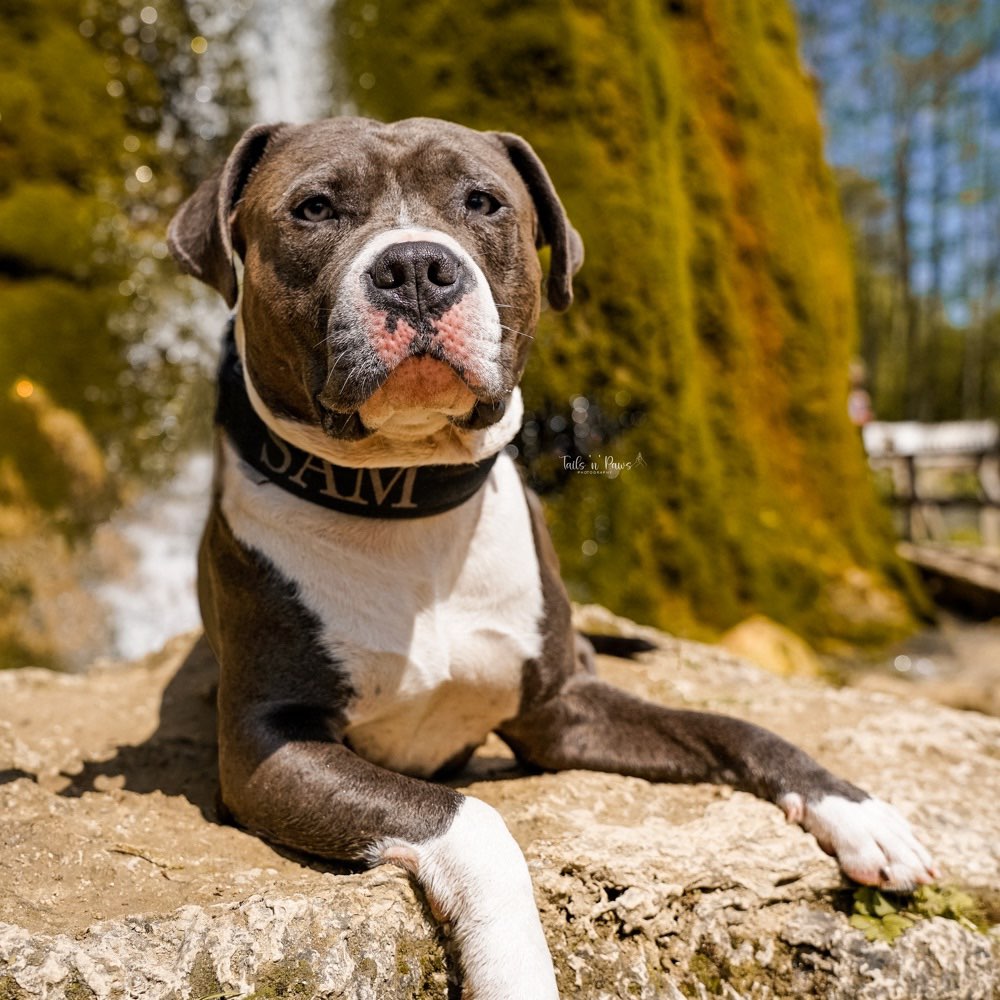 Hundetreffen-Wasserfall Mini-Shooting-Aktion-Profilbild