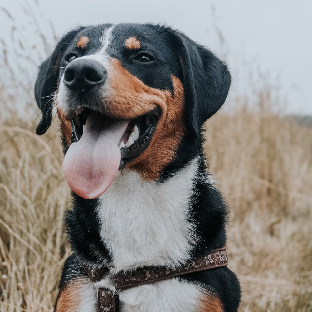 Hundetreffen-Junghunde- treffen/ -Spaziergang-Profilbild
