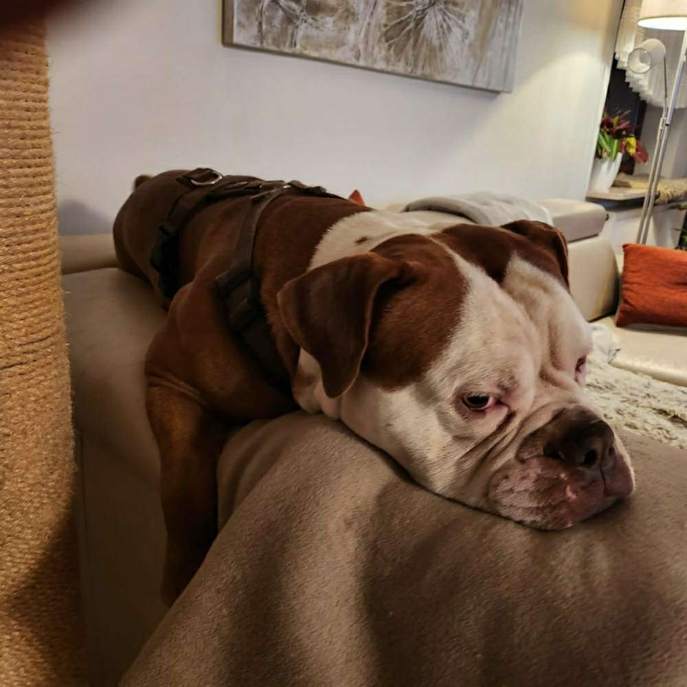 Hundetreffen-Hundekumpel zum spazieren gehen und üben gesucht-Profilbild