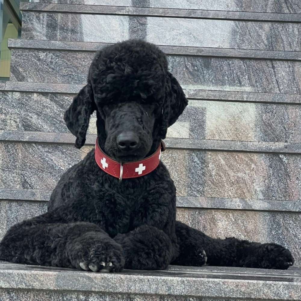 Hundetreffen-Spielen,Gassirunde-Profilbild