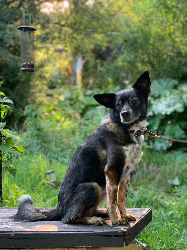 Hundetreffen-Training-Profilbild