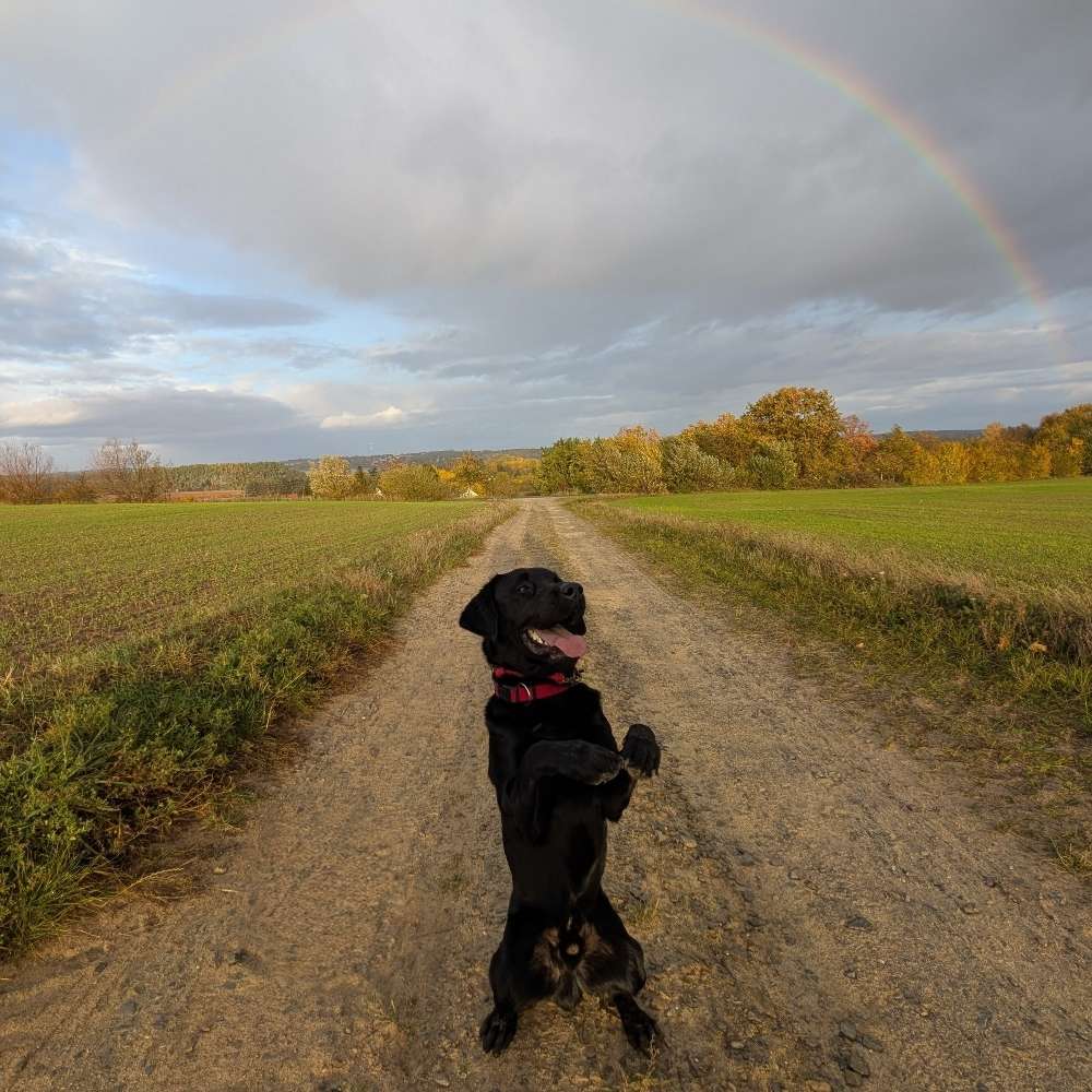 Hundetreffen-Social Walk-Profilbild