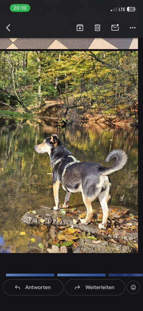 Hundetreffen-Gassirunde mit Ortsfremde in Alsdorf-Profilbild