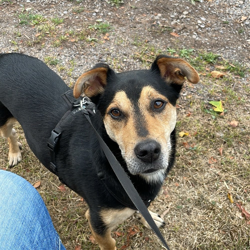 Hundetreffen-Gassirunde-Profilbild