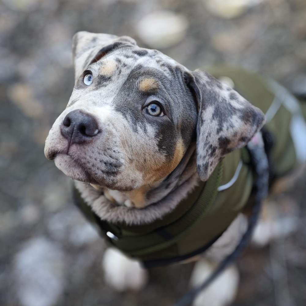 Hundetreffen-Andere Treffen für gemeinsame Spaziergänge und Spielzeit.-Profilbild