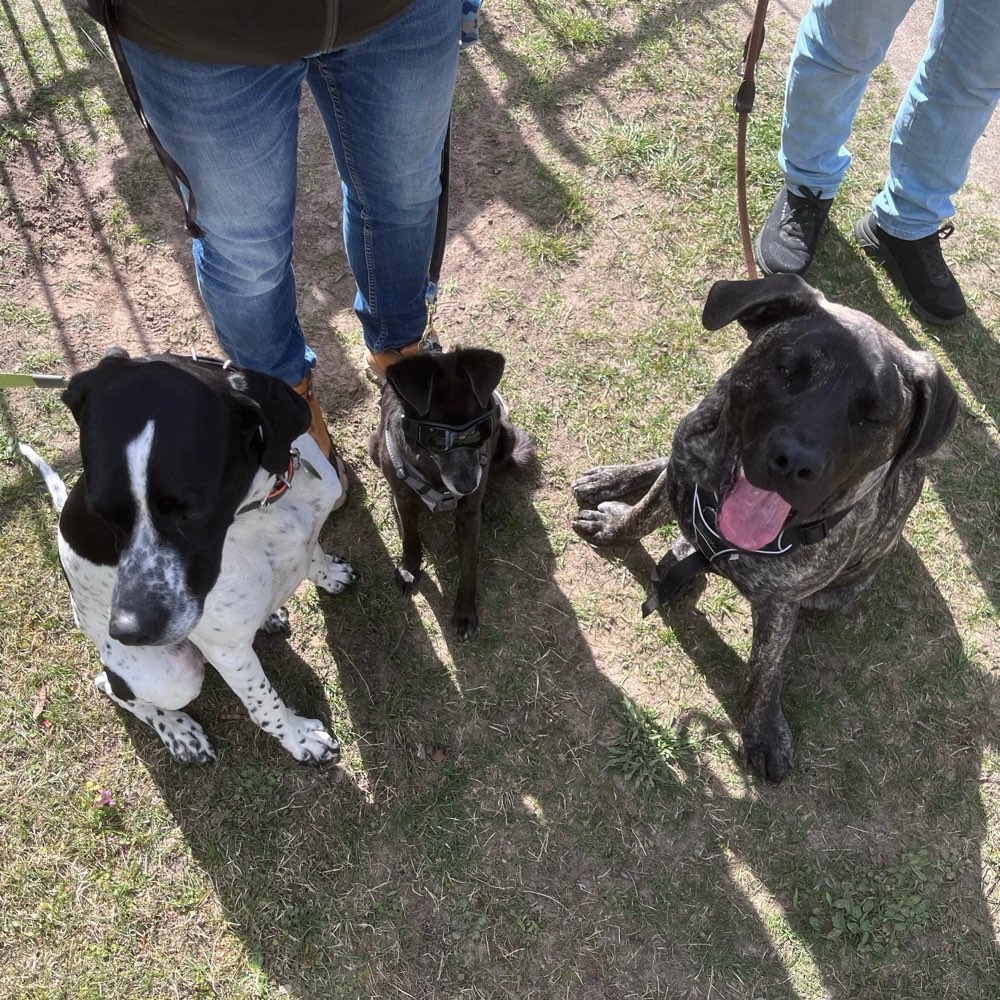 Hundetreffen-Gemeinsame Spaziergänge-Profilbild