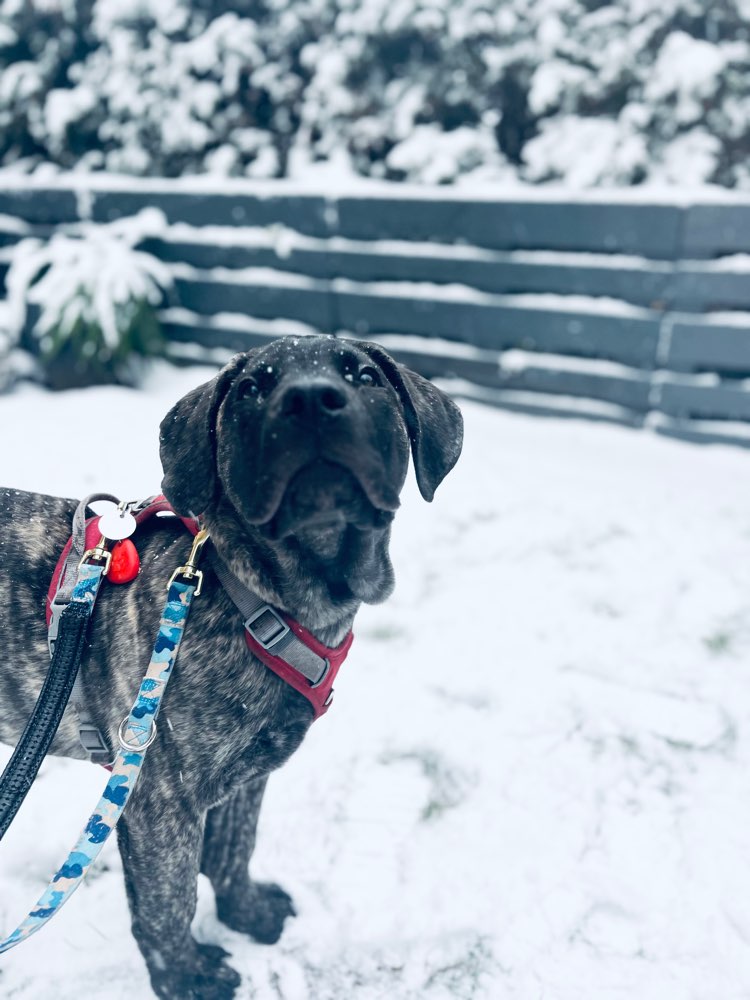 Hundetreffen-Gemeinsame Spaziergänge-Profilbild