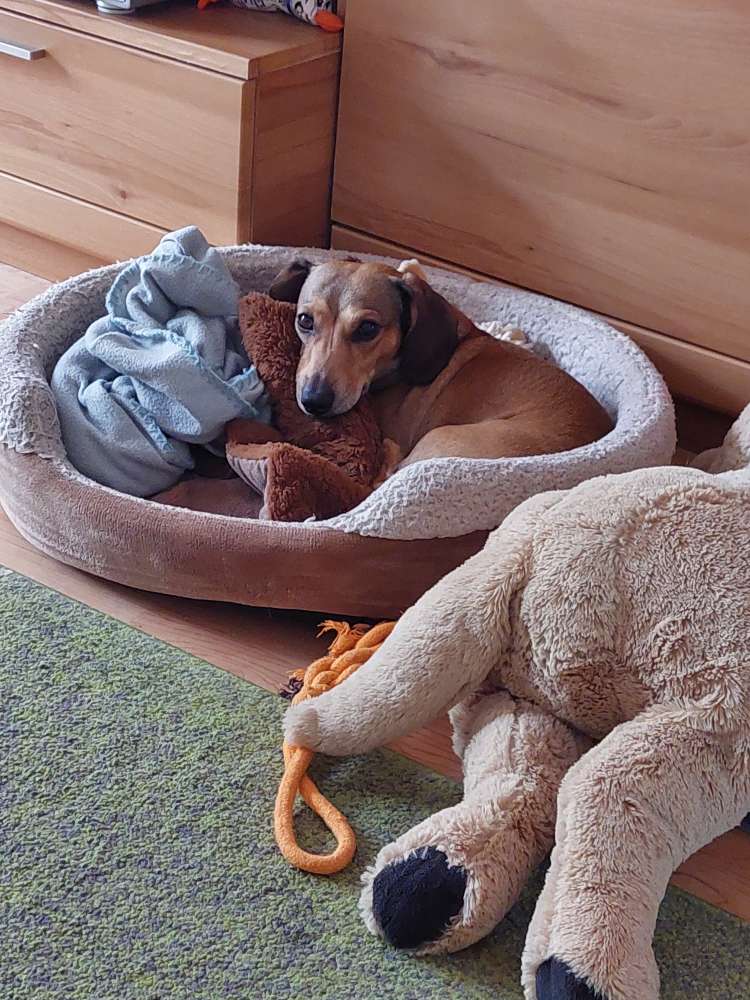 Hundetreffen-Treffen mit anderen Fellnasen-Profilbild