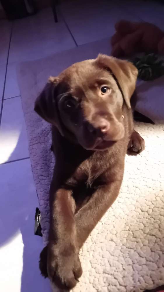 Hundetreffen-Welpentreff-Profilbild