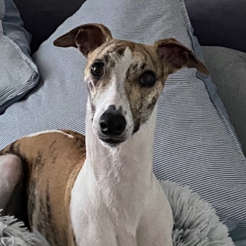 Hundetreffen-Windhundtreffen im Burgunderweg (Niendorf)-Profilbild