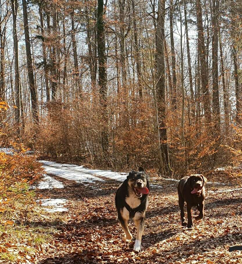 Hundetreffen-Suche Hunde für Spiel/Gassirunden :)-Profilbild