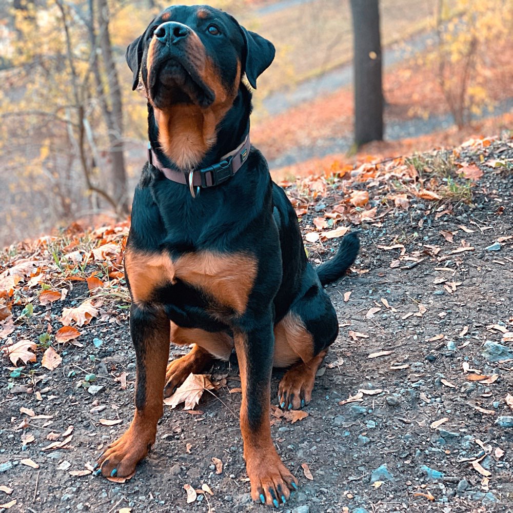 Hundetreffen-Hundetreffen-Profilbild