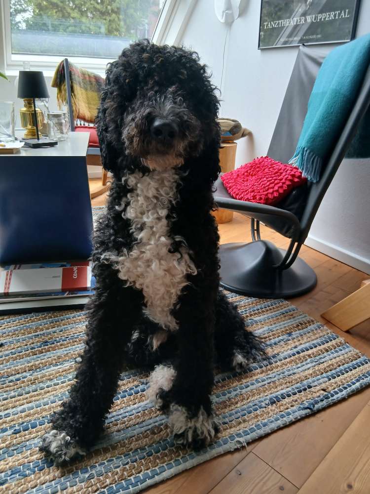 Hundetreffen-Bolle sucht Spazier-/Spiel-/Trainingsfreunde-Profilbild