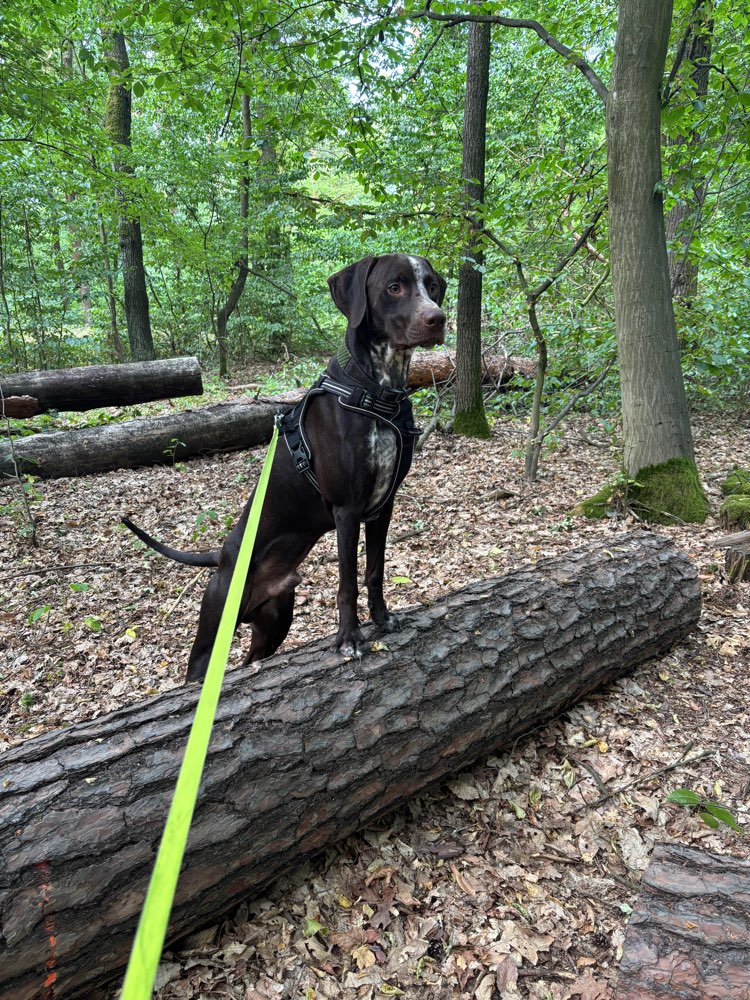 Hundetreffen-Ich möchte gerne Hunde kennenlernen, die Lust auf eine gemeinsame Spielstunde haben.-Profilbild