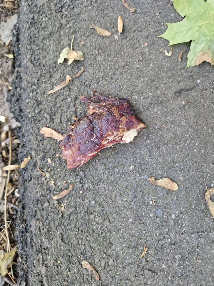 Giftköder-Stück Fleisch Stadtpark Saarlouis-Profilbild