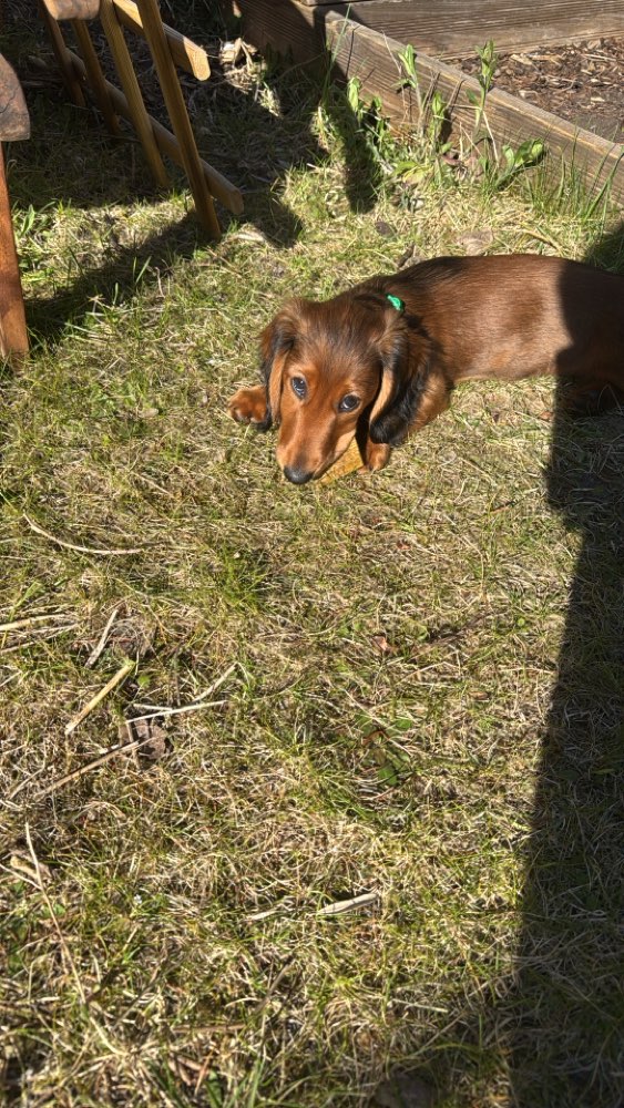 Hundetreffen-Welpentreff im Garten oder Park Reinickendorf-Profilbild