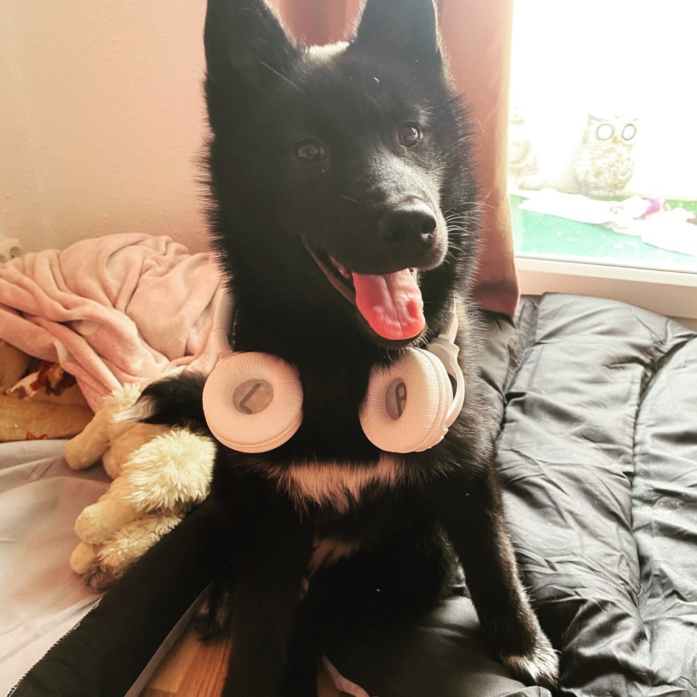 Hundetreffen-Welpen treffen In Herzberg Elster-Profilbild