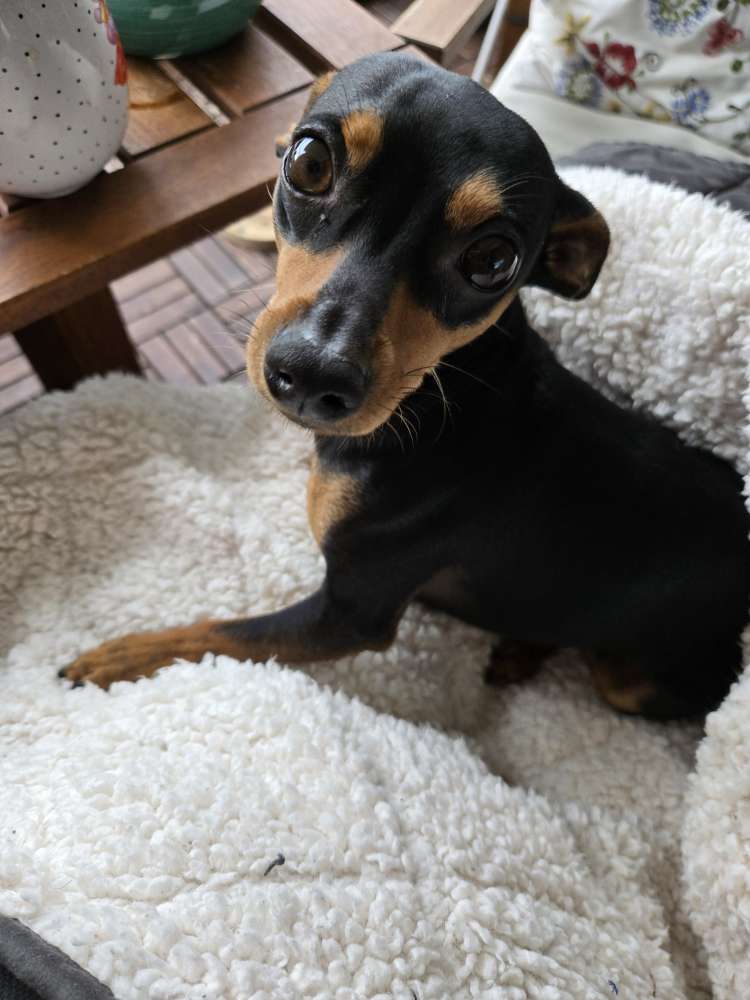 Hundetreffen-Prager Rattler Toben und spielen-Profilbild