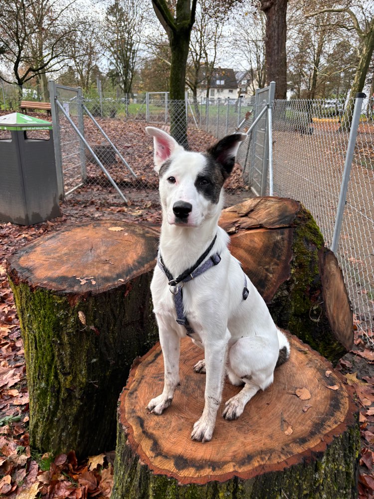 Hundetreffen-Gemeinsame Gassirunde-Profilbild