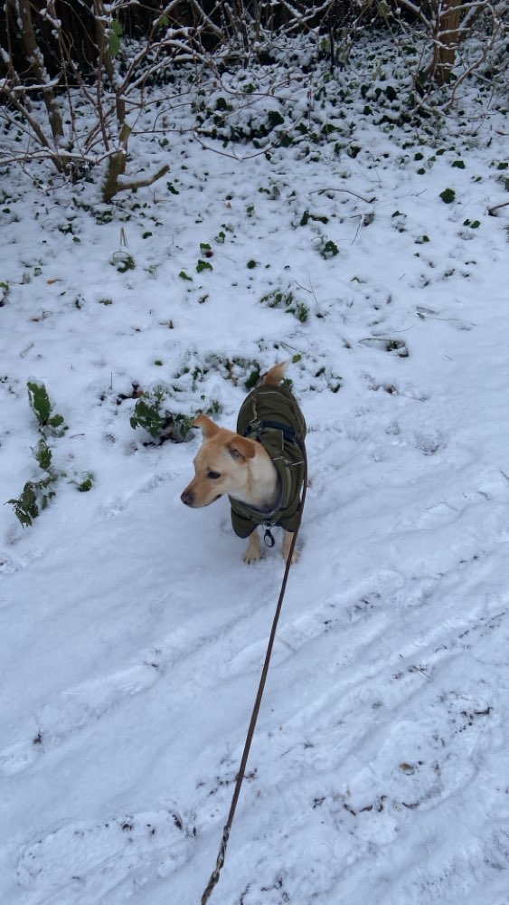 Hundetreffen-Trainingskumpel gesucht-Profilbild