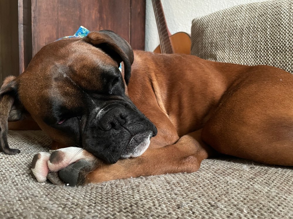 Hundetreffen-Schwanger und Hund?!-Profilbild