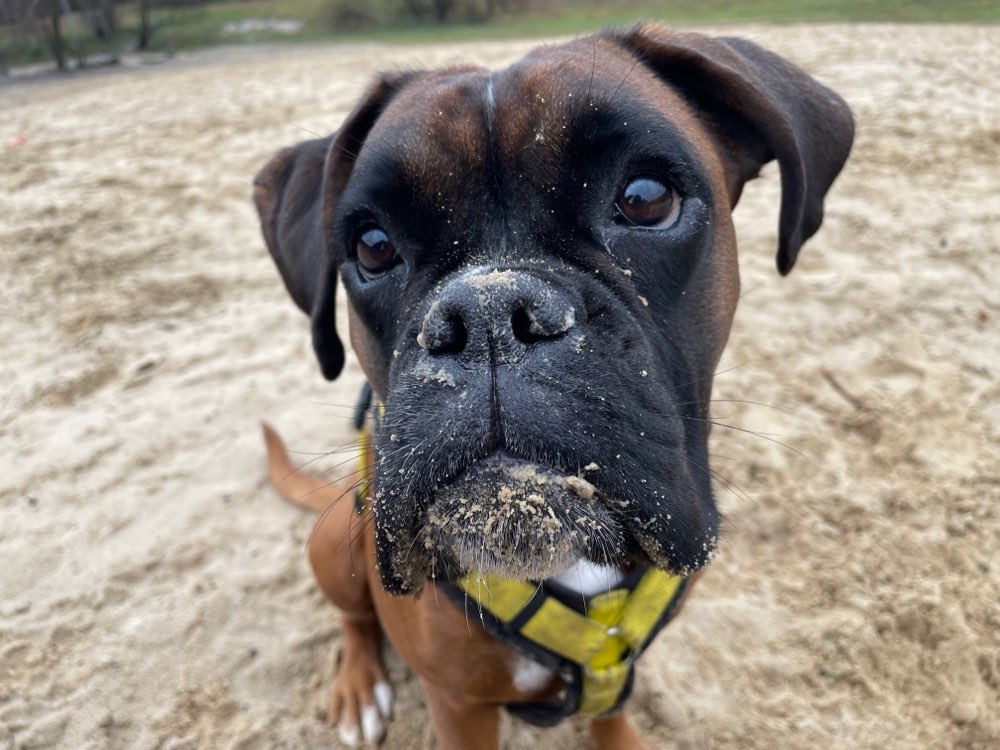 Hundetreffen-Nehme gern zweiten Hund mit auf Gassirunden 😊-Profilbild