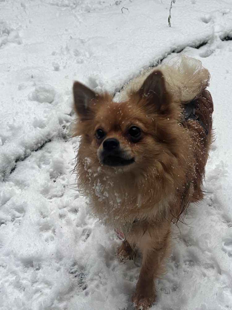 Hundetreffen-Treffen mit Angsthündin-Profilbild