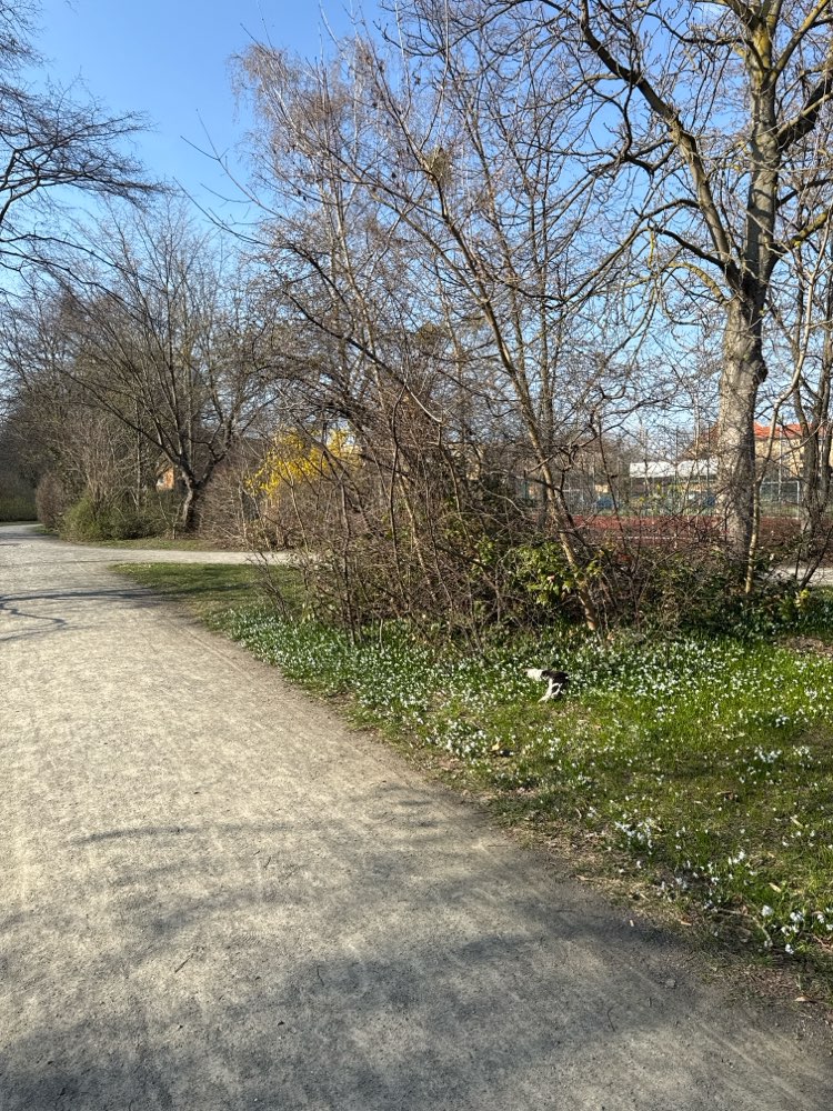 Giftköder-Tote Katze-Profilbild