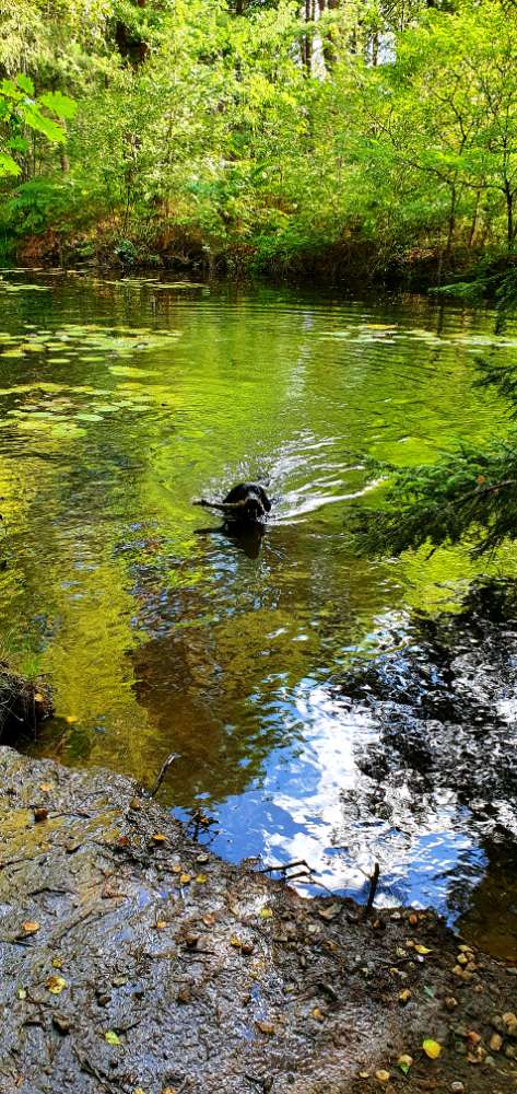 Hundetreffen-:: Rabaukentreff 🙃 ::-Profilbild