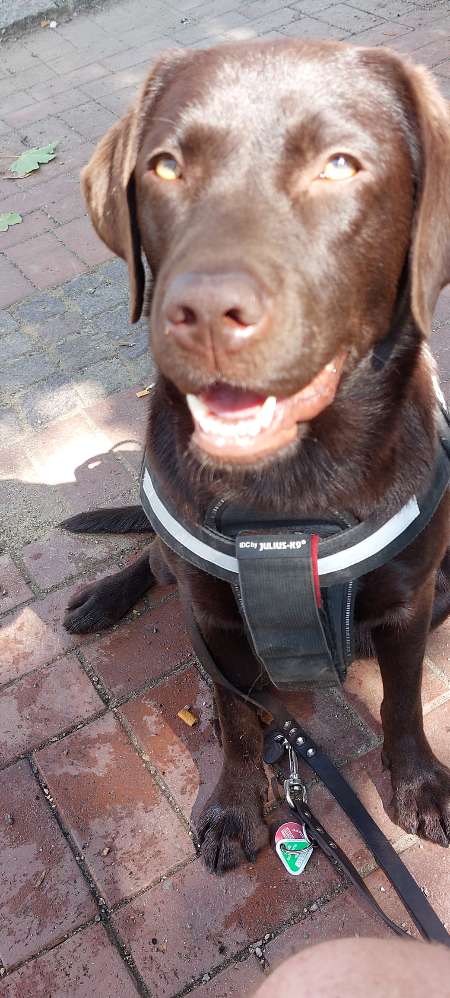 Hundetreffen-Labbi-Treffen in Schwerte und Umgebung-Profilbild