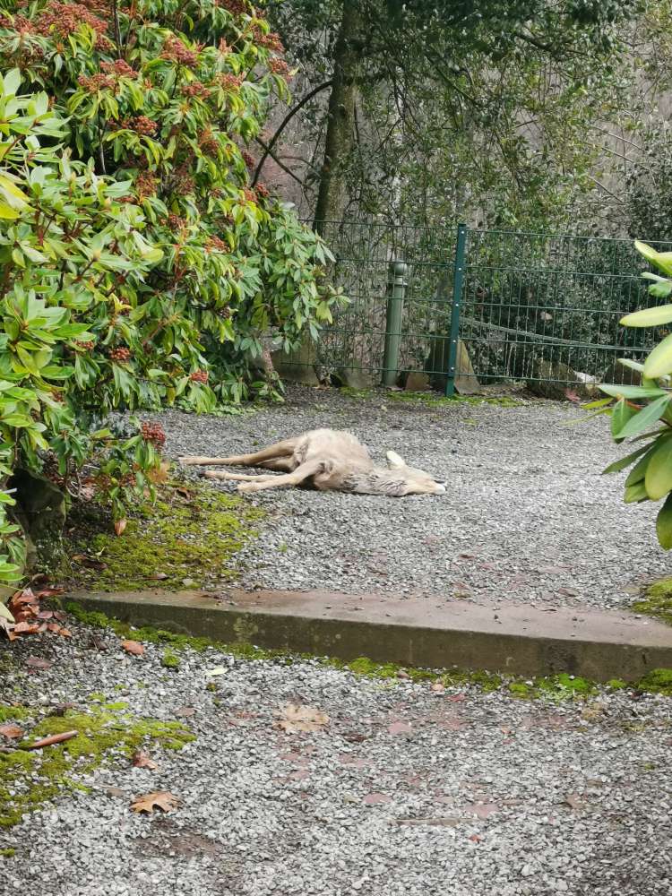 Giftköder-Totes Reh-Profilbild
