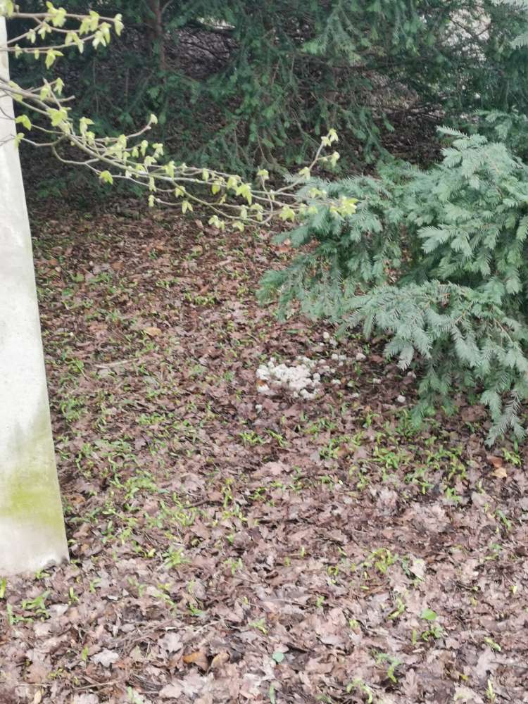 Giftköder-Verdächtiges Essen im Gebüsch-Profilbild