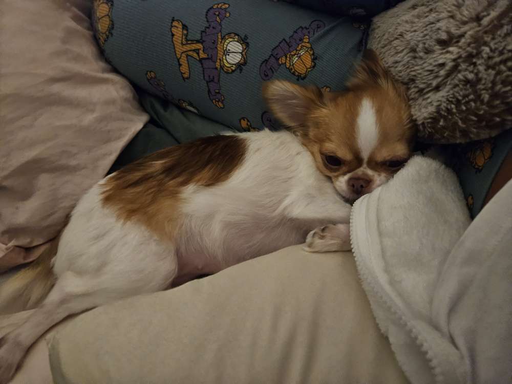 Hundetreffen-Mini Chihuahua Treffen-Profilbild