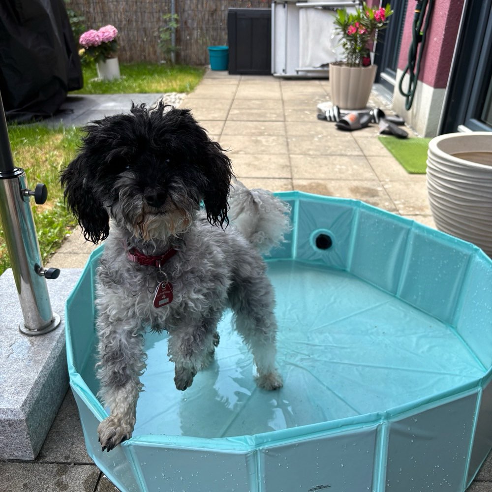 Hundetreffen-Gassi-Partner Gesucht-Profilbild