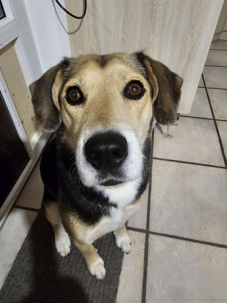 Hundetreffen-Engishofen mit Hunde - Dame-Profilbild