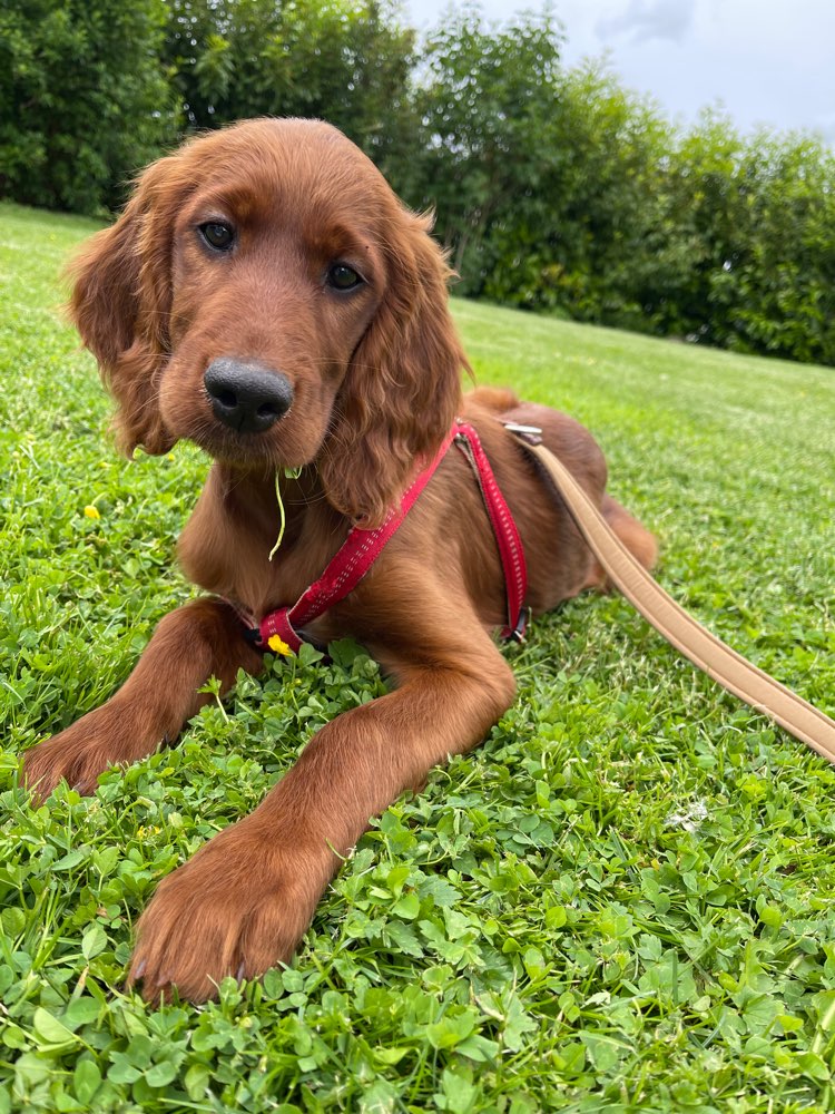 Hundetreffen-Welpentreffen, Spaziergänge-Profilbild