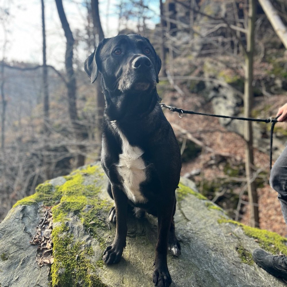 Hundetreffen-Hundetreffen-Profilbild
