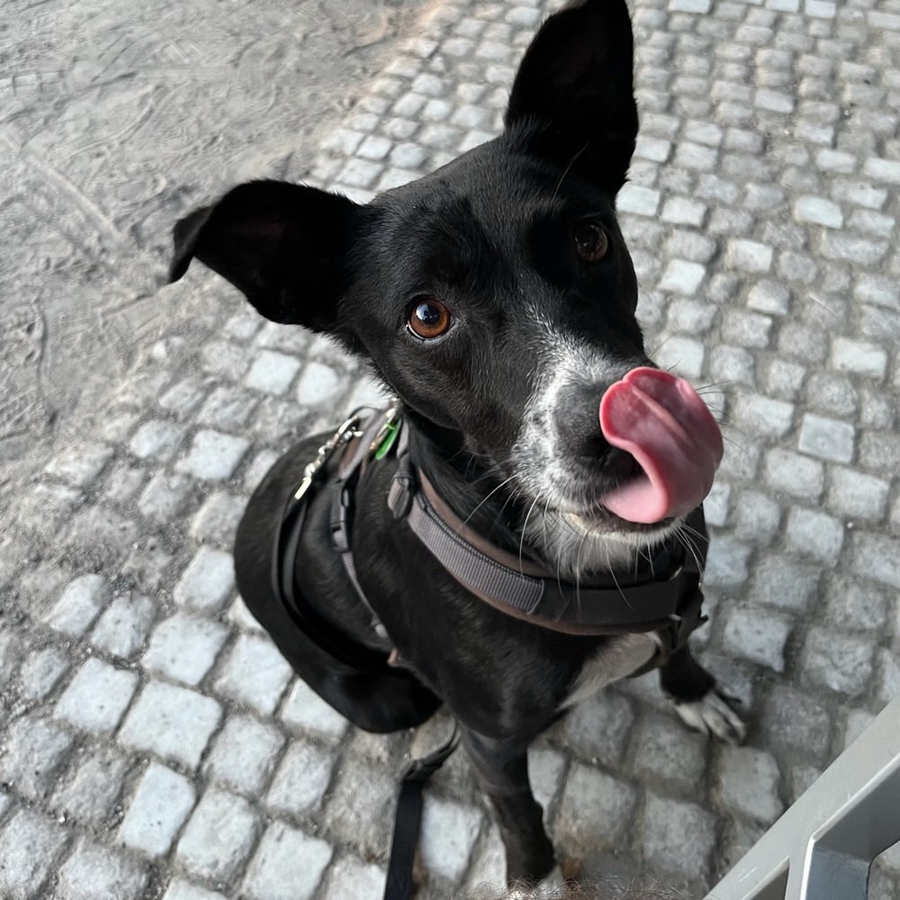 Hundetreffen-Entspannte Gassirunde am Rhein, Düsseldorf-Profilbild