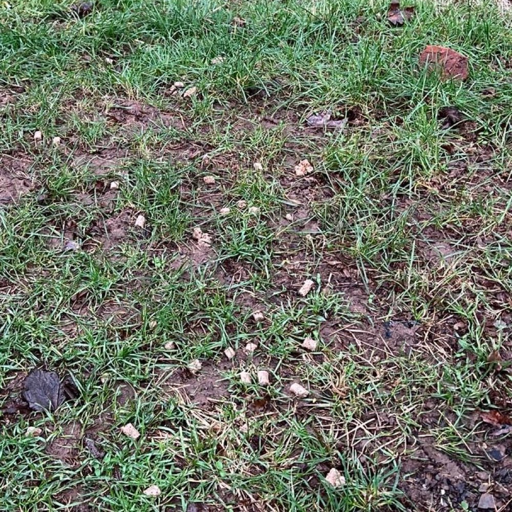 Giftköder-Achtung! Neues Futter ausgelegt-Profilbild