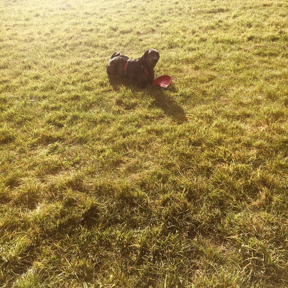 Hundetreffen-Spiel und hunderunde in altnauslitz-Profilbild