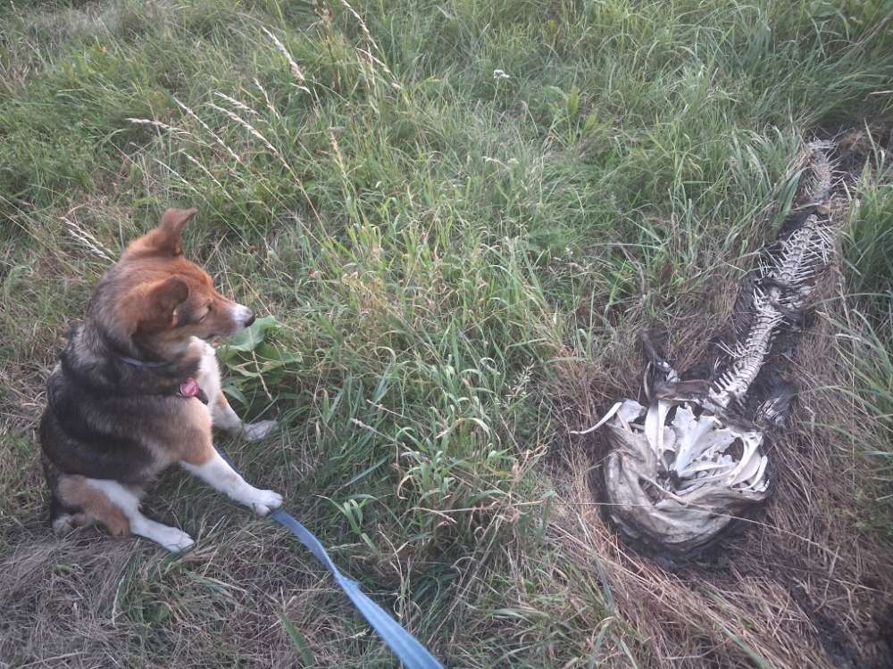 Giftköder-Riesiges Fischskelett auf der Wiese-Profilbild
