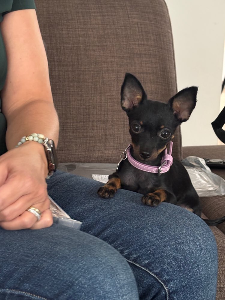 Hundetreffen-Spielrunde Welpen treffen kleine Hunde-Profilbild