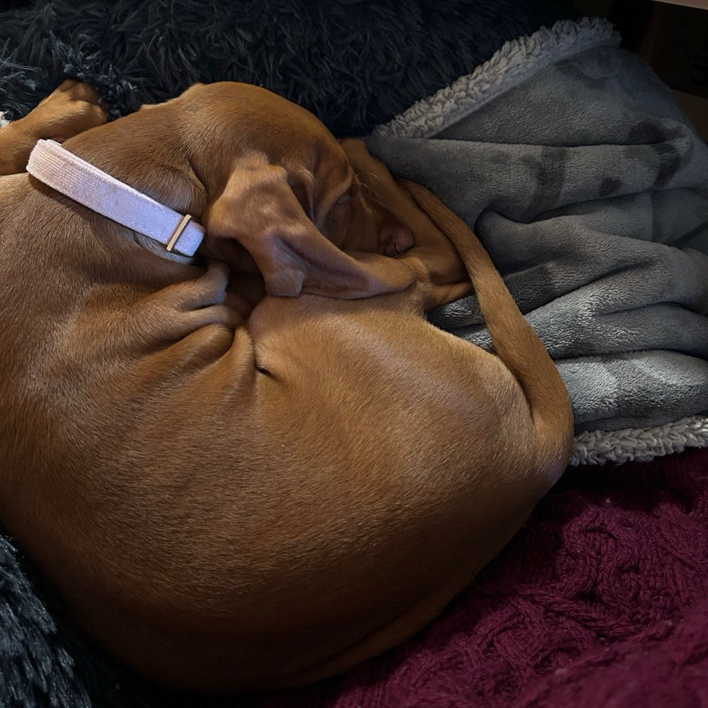 Hundetreffen-Welpenspielen-Profilbild